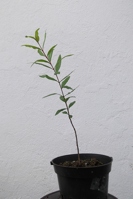 bonsai from seed